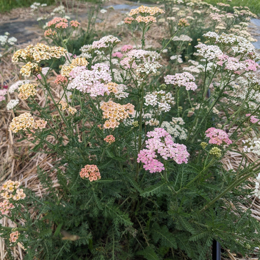 Summer Berries Mix Yarrow Seedlings – live flowers seedling