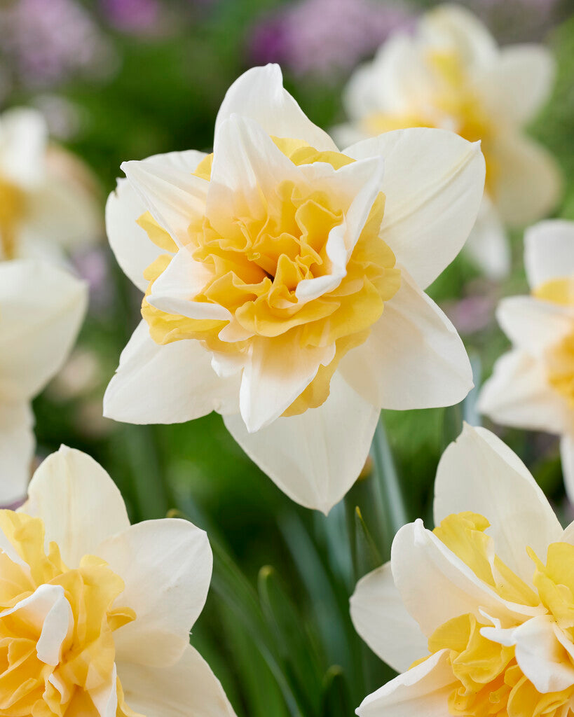 Narcissus 'Sweet Desire'