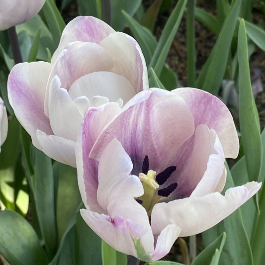 Tulip 'Jacuzzi' – fall-planted flower bulb