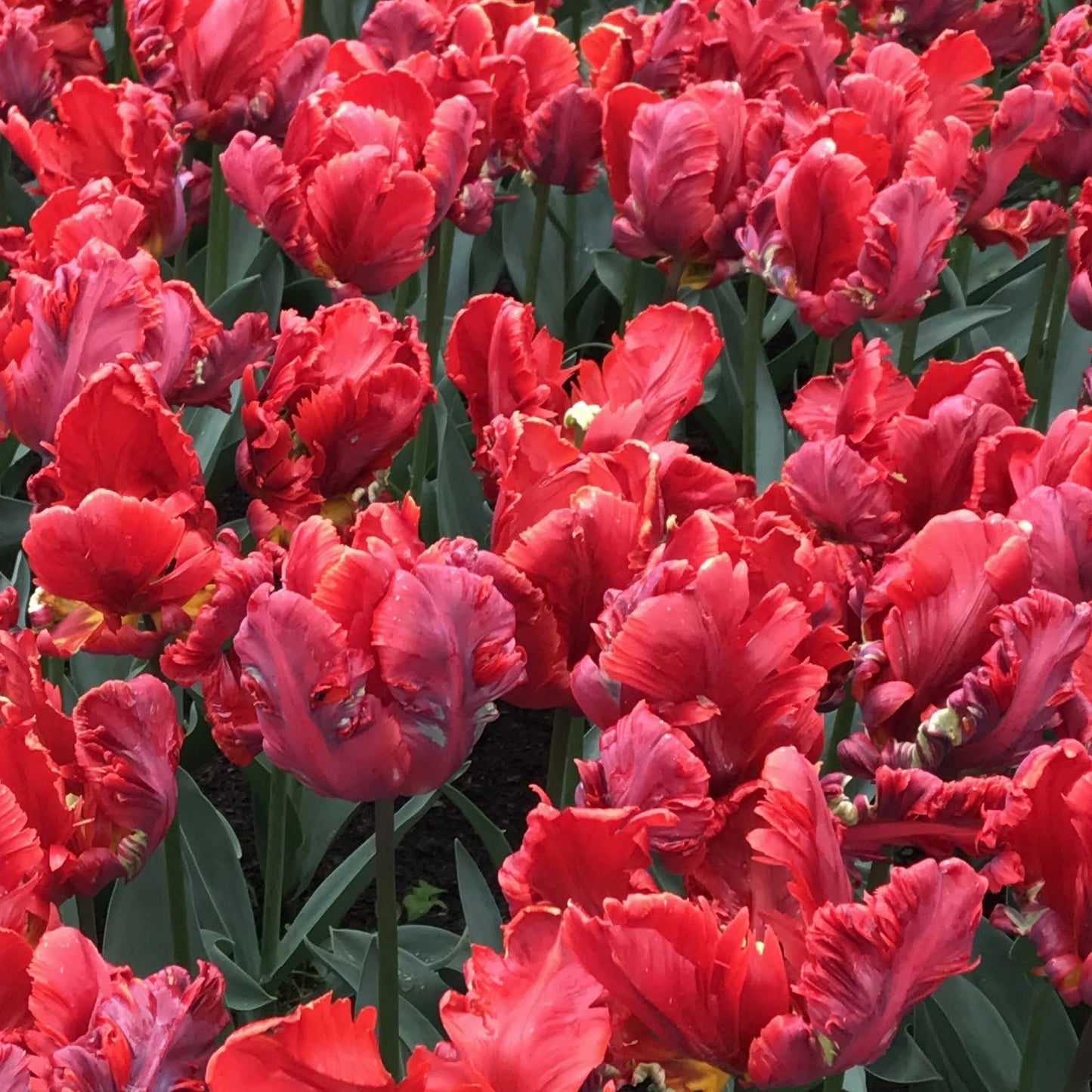 Tulip 'Rococo' Parrot