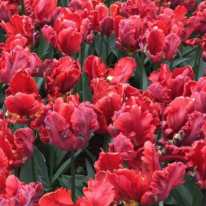 Tulip 'Rococo' Parrot