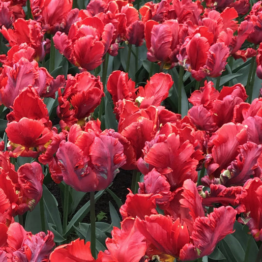 Tulip 'Rococo' Parrot – fall-planted flower bulb
