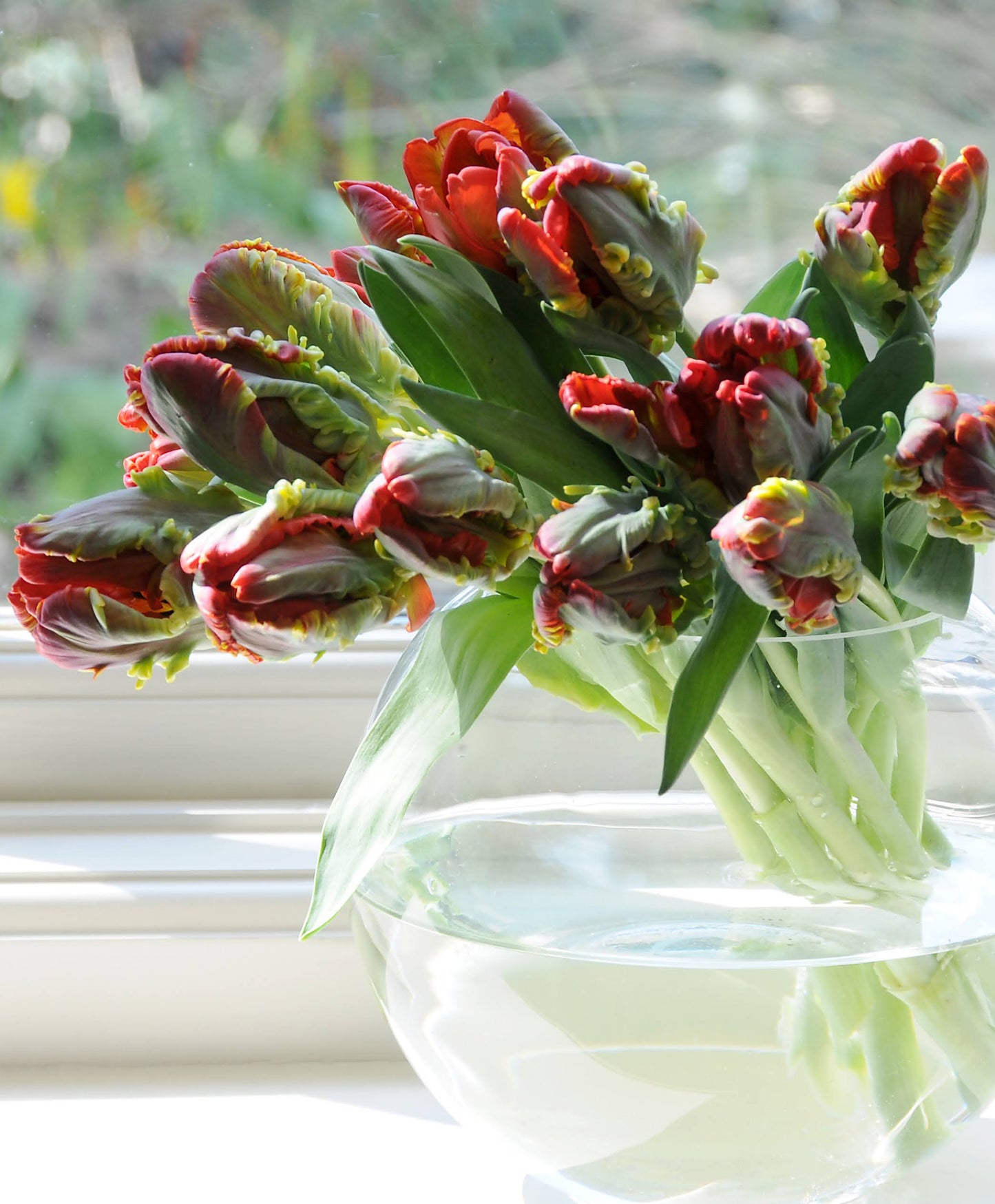 Tulip 'Rococo' Parrot