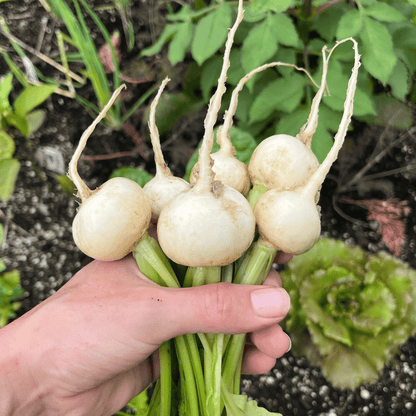 Tennouji Kabura Turnip
