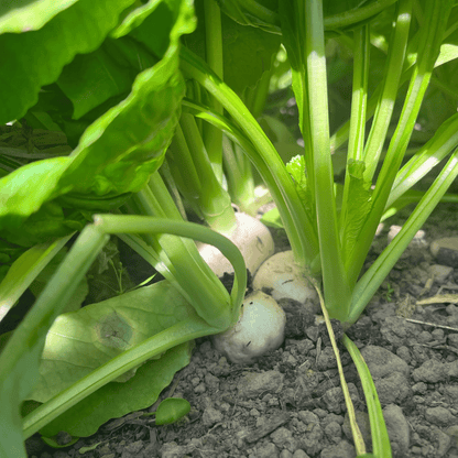 Tennouji Kabura Turnip