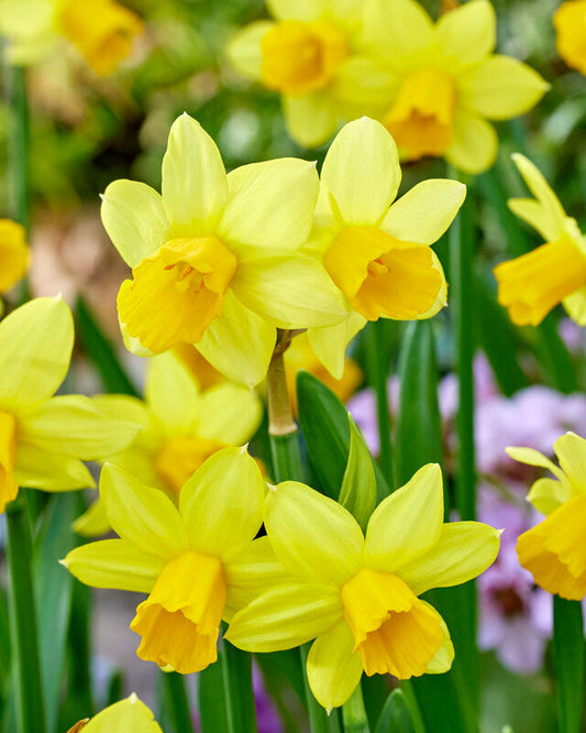 Narcissus 'Tete a Tete' – fall-planted flower bulb