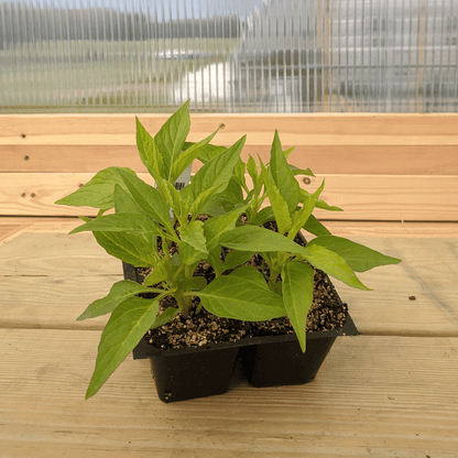 Texas Plume Summer Sherbert Celosia Seedlings