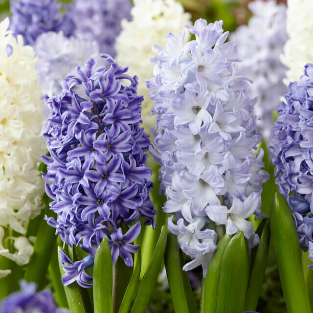 Hyacinthus Orientalis 'Mixture the Blues'