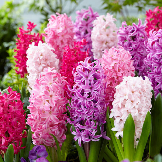 Hyacinthus Orientalis 'Mixture the Pinks' – fall-planted flower bulb