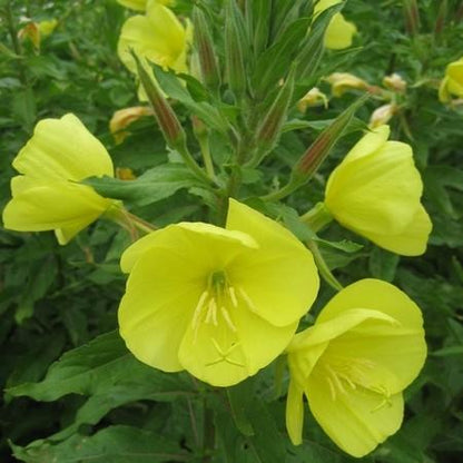 Tina James' Evening Primrose vendor-unknown