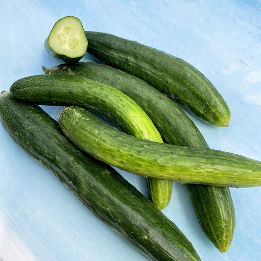 Tokiwa Cucumber Seedlings – live vegetables seedling