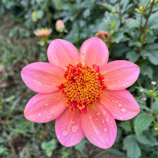 Totally Tangerine Dahlia Tuber – spring-planted flower bulb