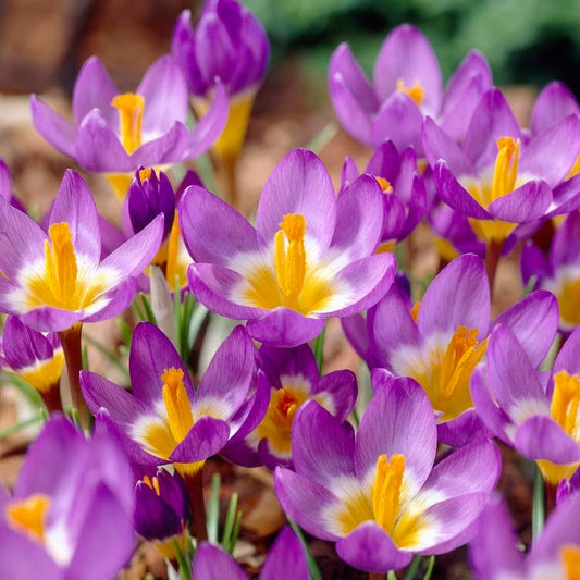 Crocus 'Tricolor' – fall-planted flower bulb