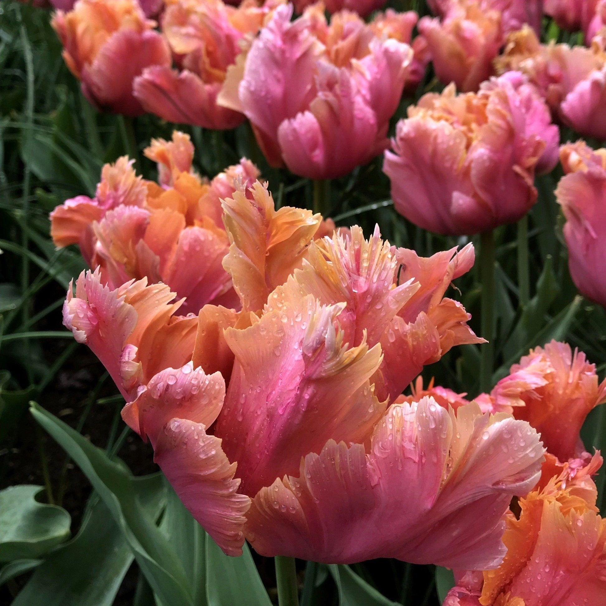 Tulip "Amazing Parrot" vendor-unknown