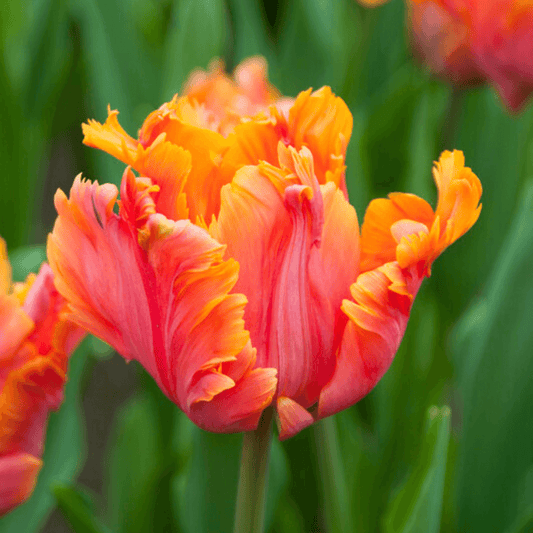 Tulip 'Avignon Parrot' – fall-planted flower bulb