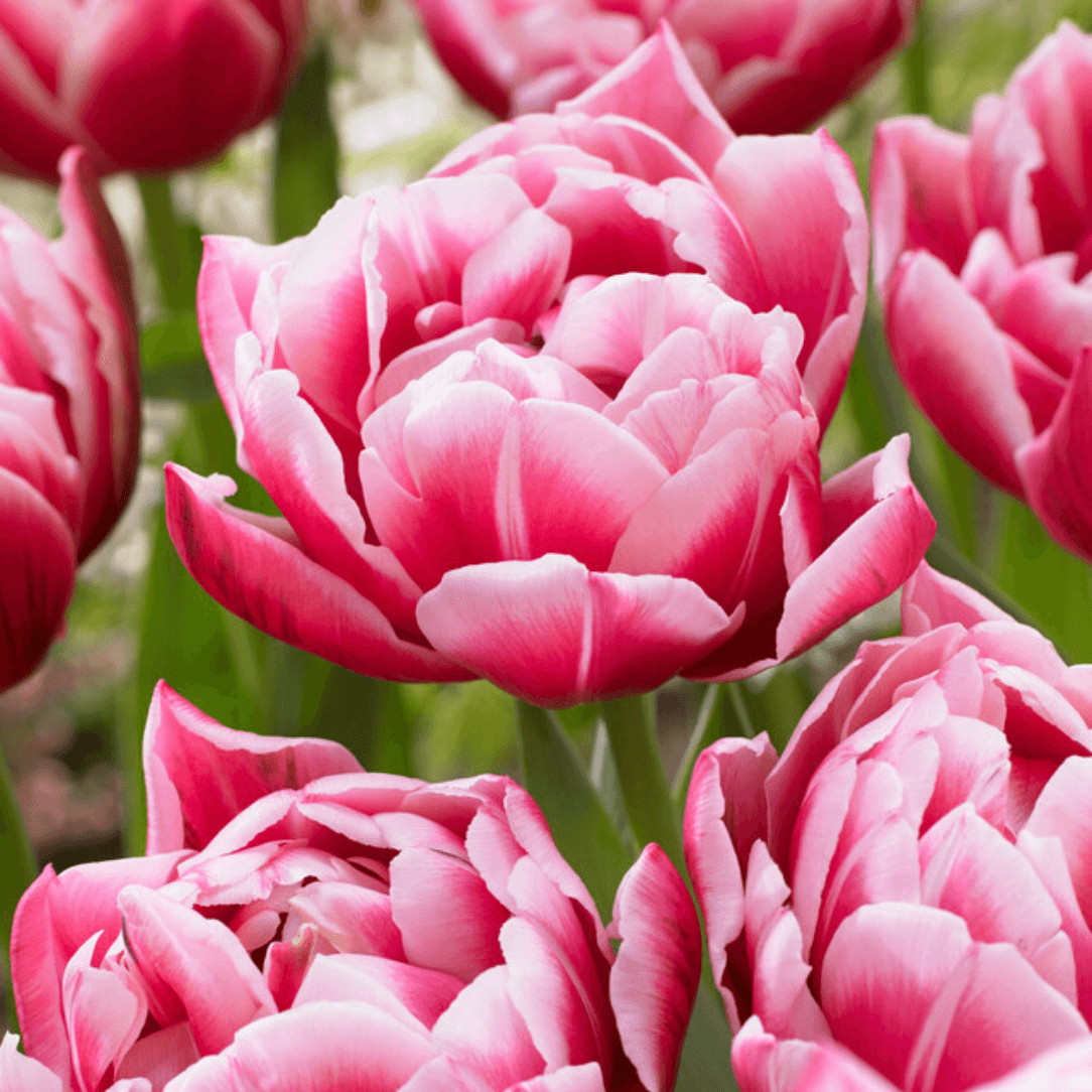 Tulip 'Columbus'