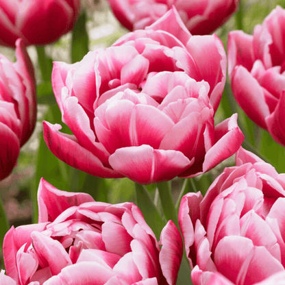 Tulip 'Columbus'