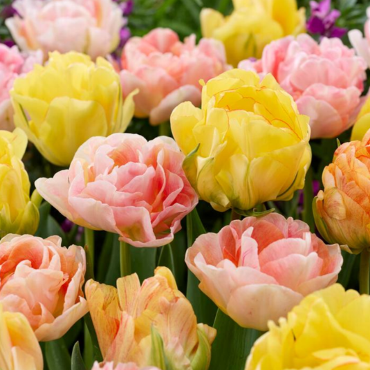 Tulip 'Double Pastel Mix'