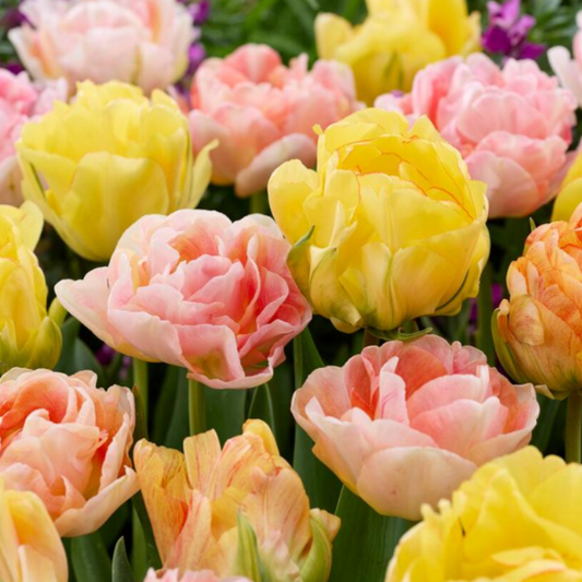 Tulip 'Double Pastel Mix' – fall-planted flower bulb