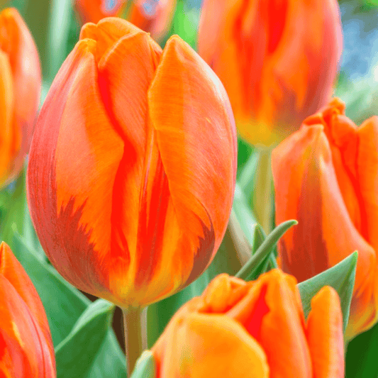 Tulip 'Hermitage' – fall-planted flower bulb