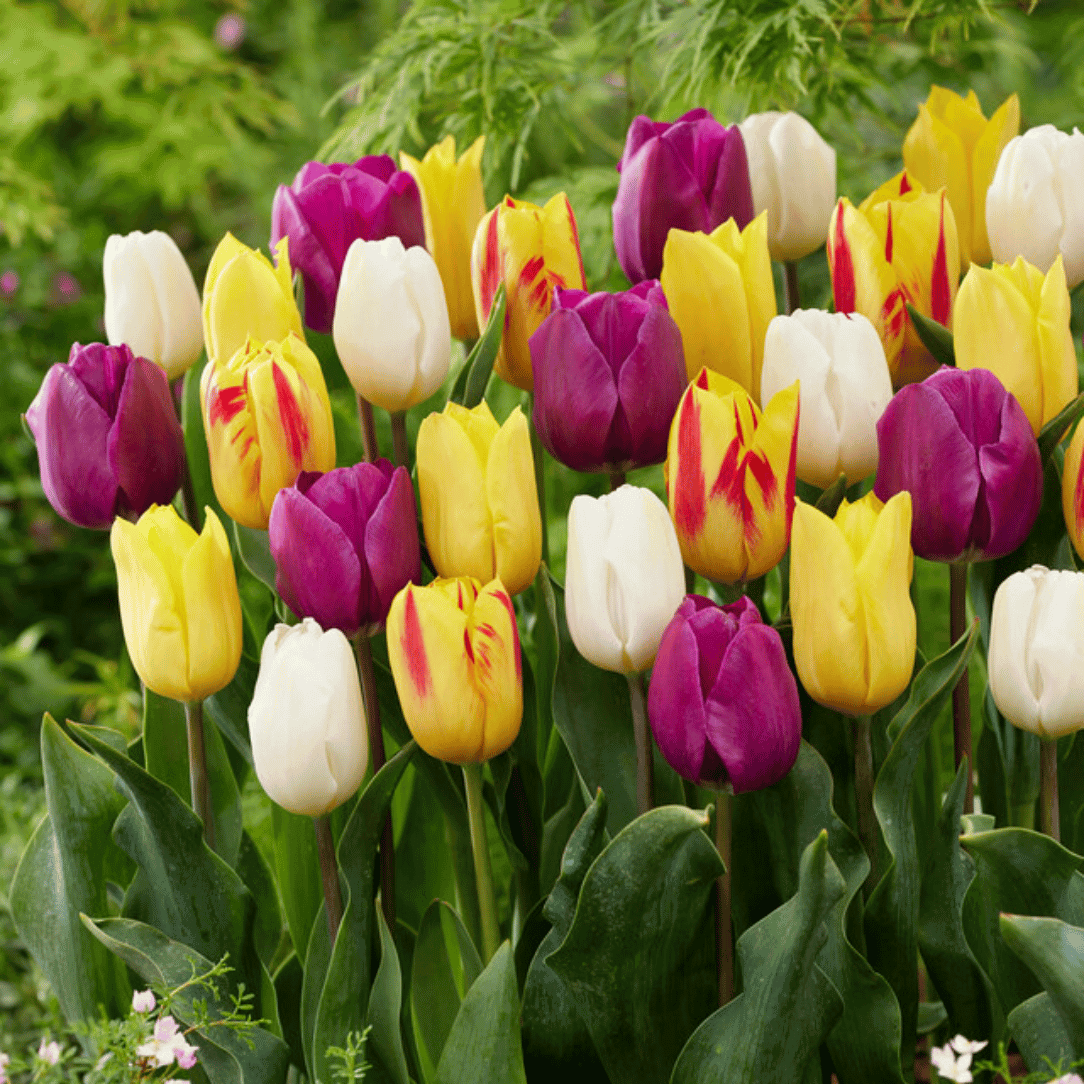 Tulip 'Spring Festival Mix'