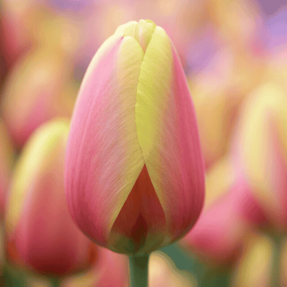 Tulip 'World Peace'