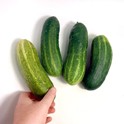 Ukrainian Slicing Cucumber