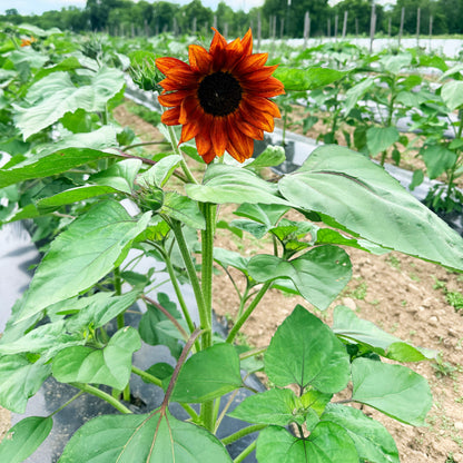 Velvet Queen Sunflower