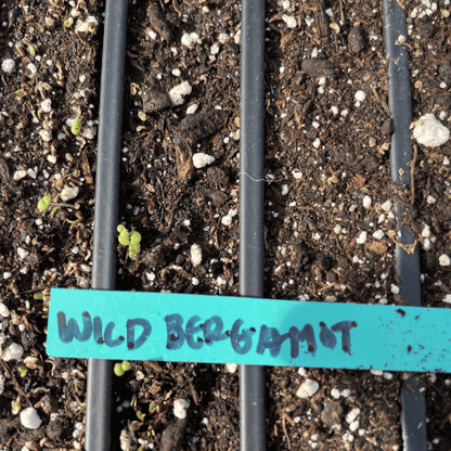 Wild Bergamot Seedlings