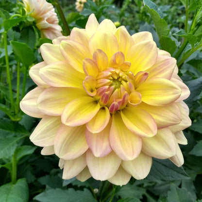 Wyn's New Pastel Dahlia Tuber vendor-unknown