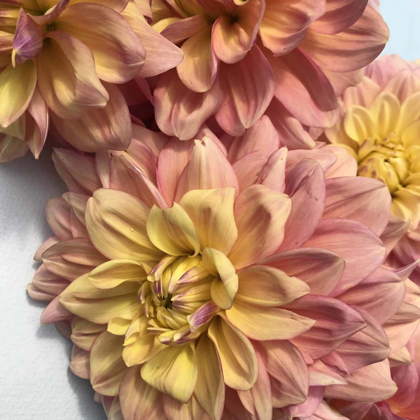 Wyn's New Pastel Dahlia Tuber vendor-unknown