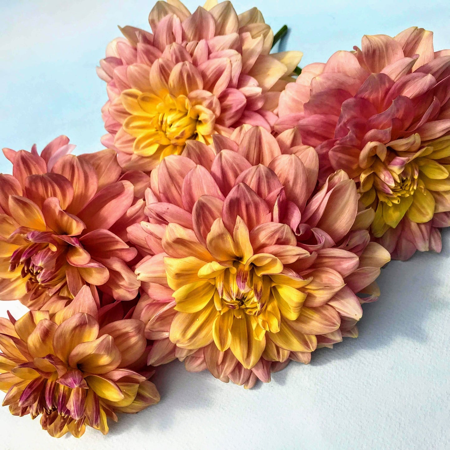 Wyn's New Pastel Dahlia Tuber vendor-unknown