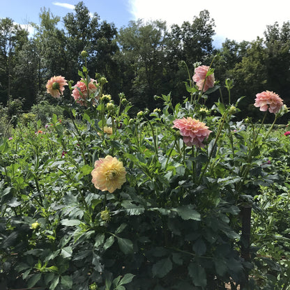 Wyn's New Pastel Dahlia Tuber vendor-unknown