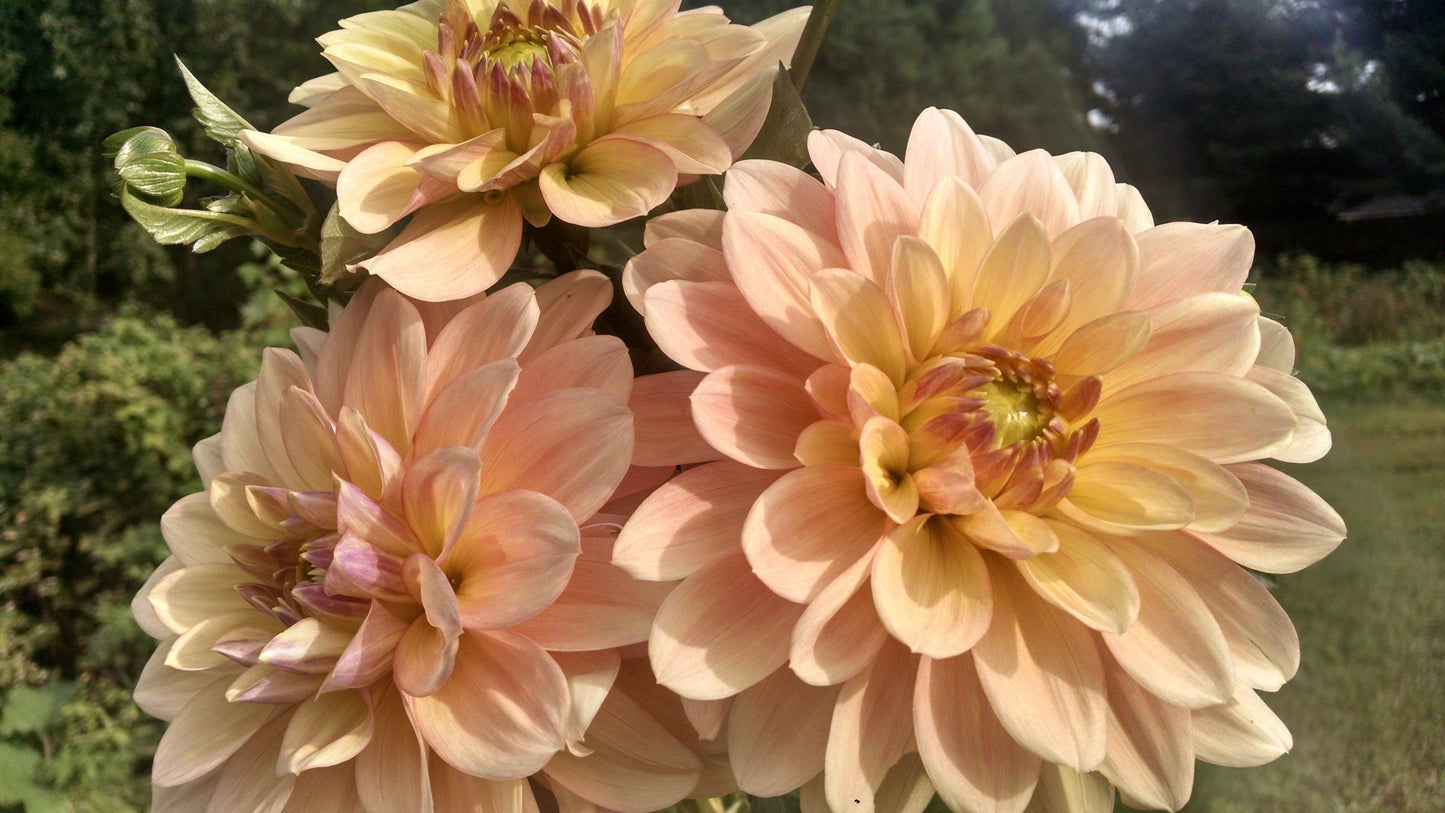 Wyn's New Pastel Dahlia Tuber vendor-unknown