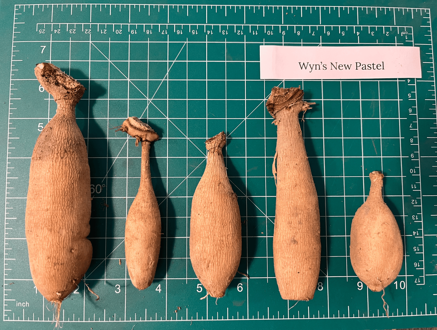 Wyn's New Pastel Dahlia Tuber