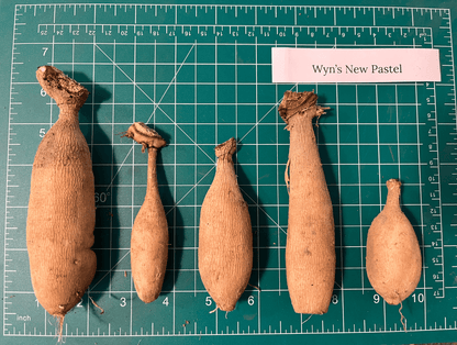 Wyn's New Pastel Dahlia Tuber