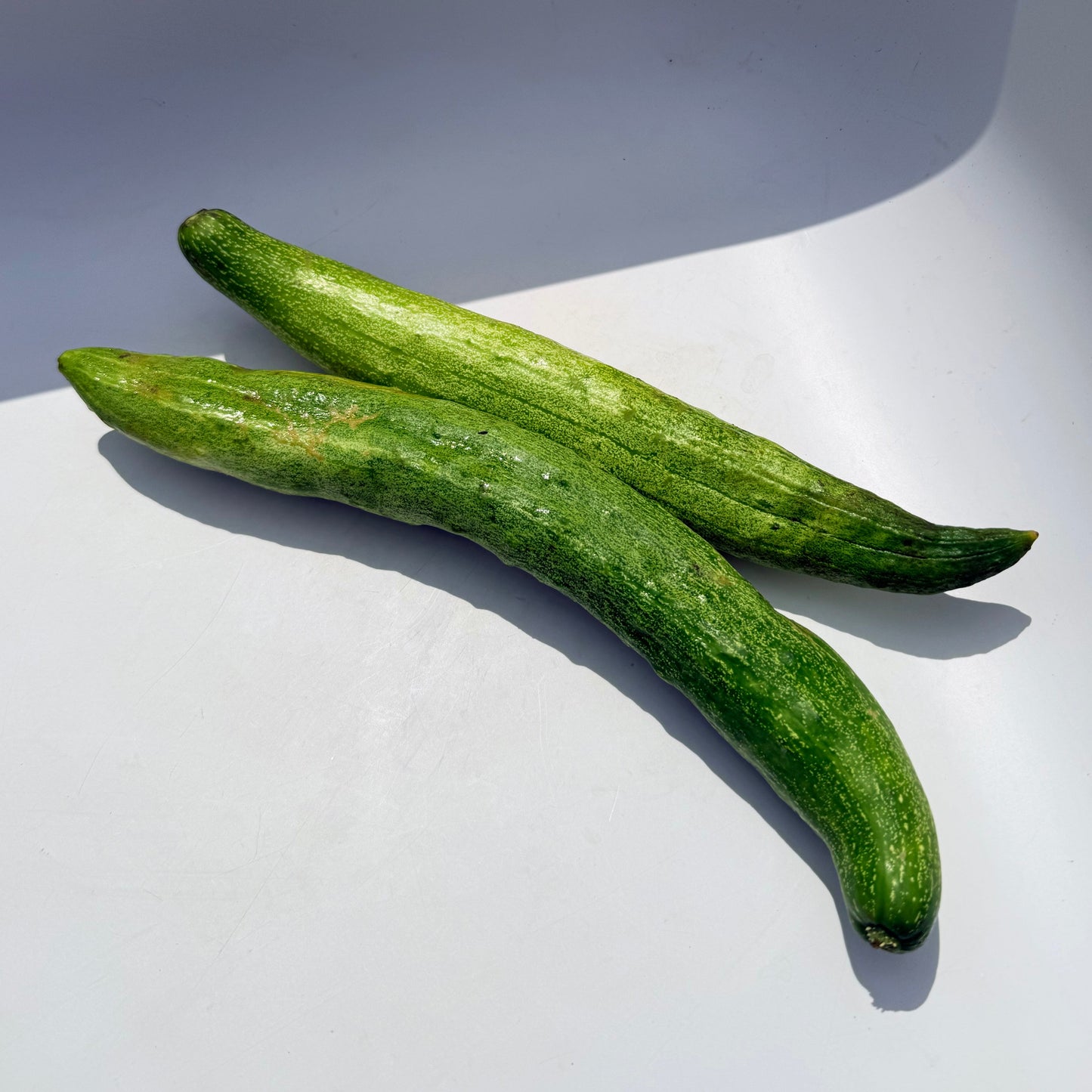 Yamato Sanjaku Cucumber