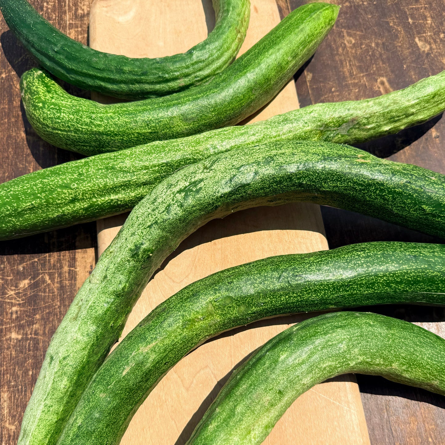 Yamato Sanjaku Cucumber