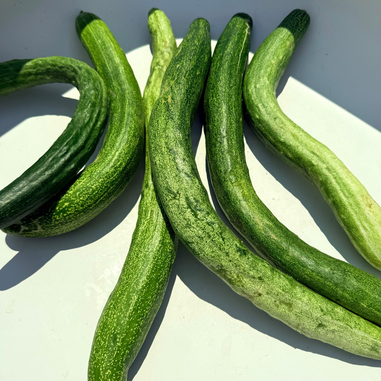 Yamato Sanjaku Cucumber