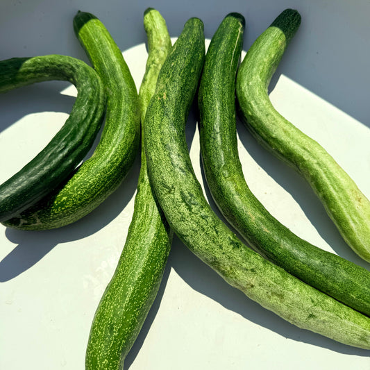 Yamato Sanjaku Cucumber – vegetable seed variety