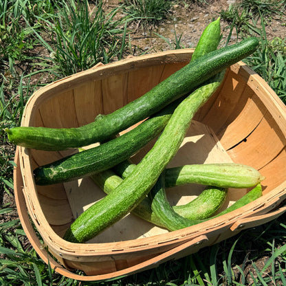 Yamato Sanjaku Cucumber