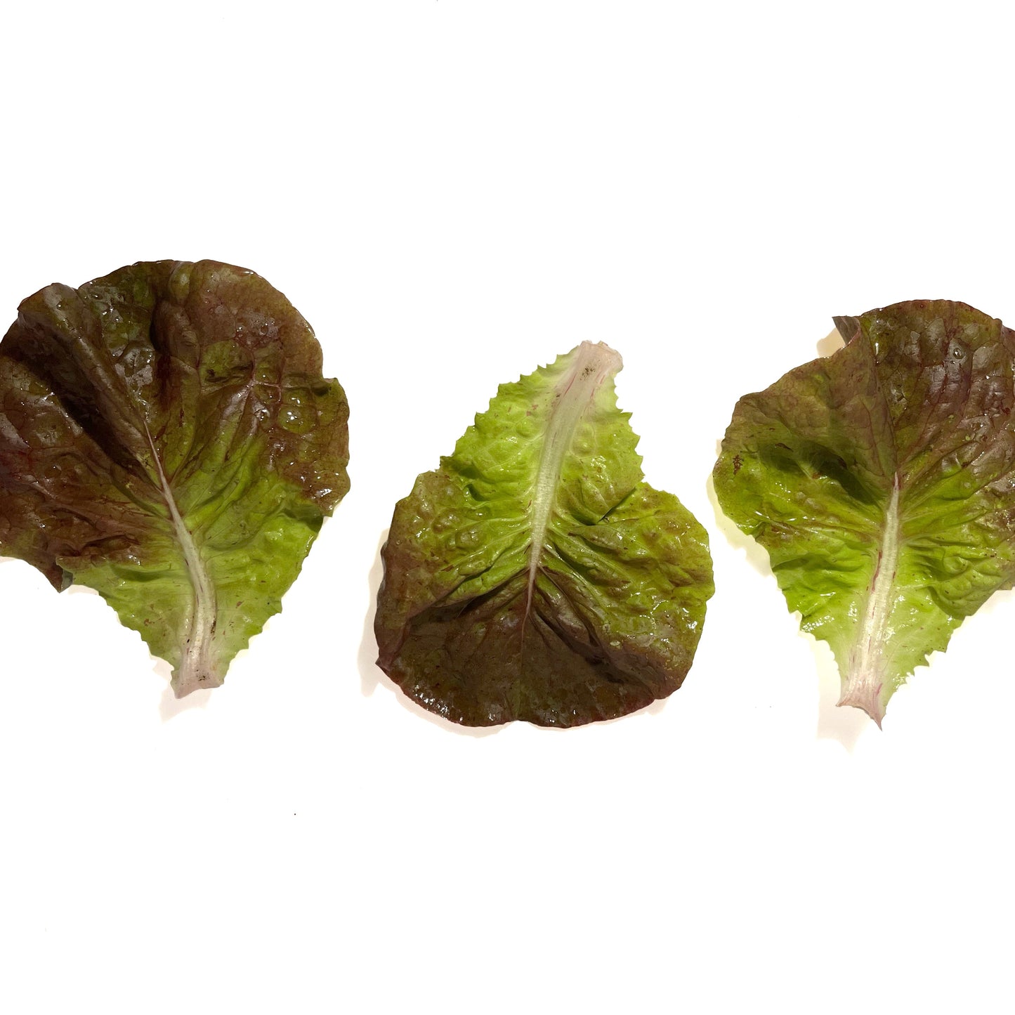 Yugoslavian Red Butterhead Lettuce