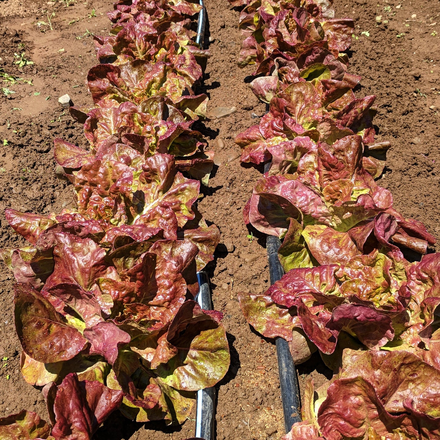 Yugoslavian Red Butterhead Lettuce