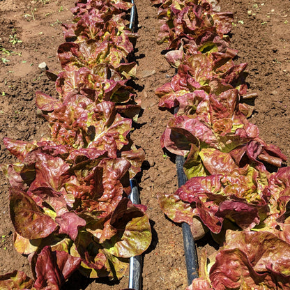Yugoslavian Red Butterhead Lettuce