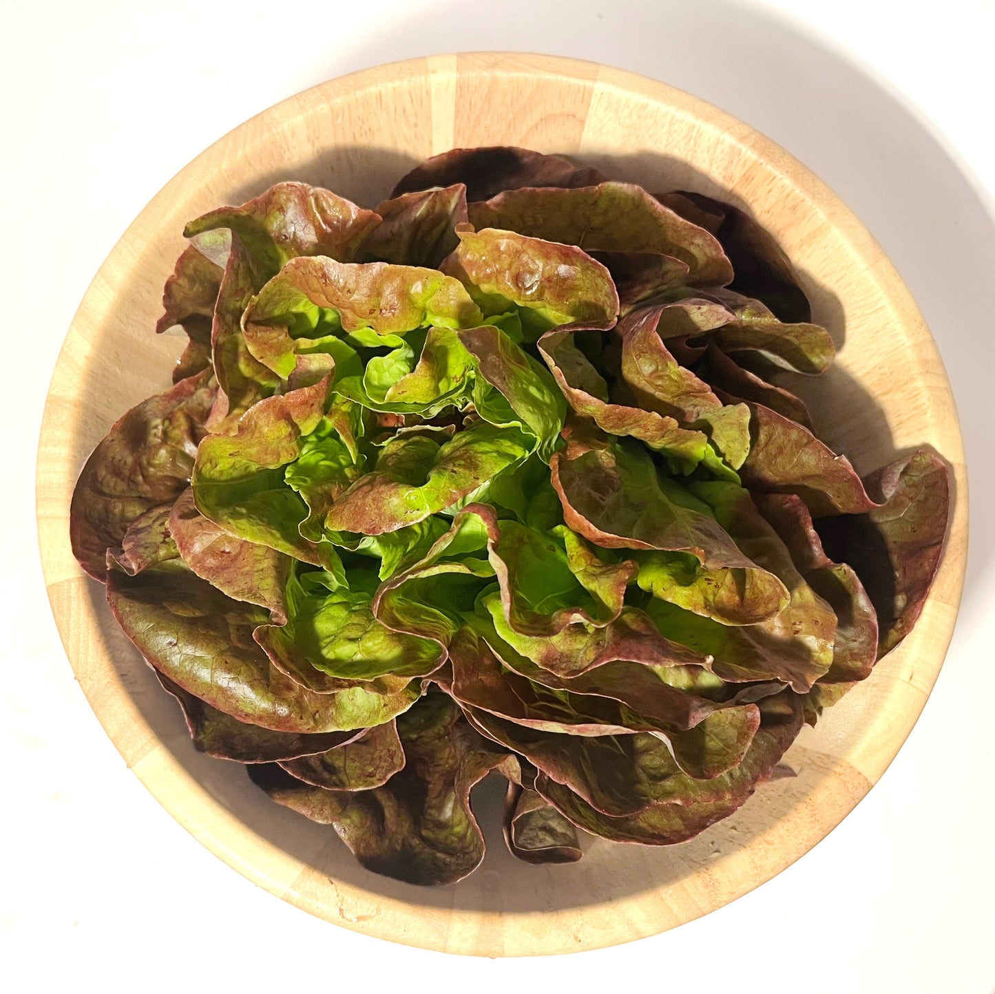 Yugoslavian Red Butterhead Lettuce