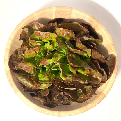 Yugoslavian Red Butterhead Lettuce