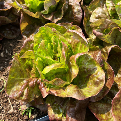 Yugoslavian Red Butterhead Lettuce