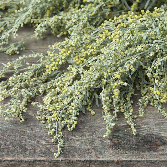 Stems of absinthe wormwood laying on a wood table, showing their texture and size.