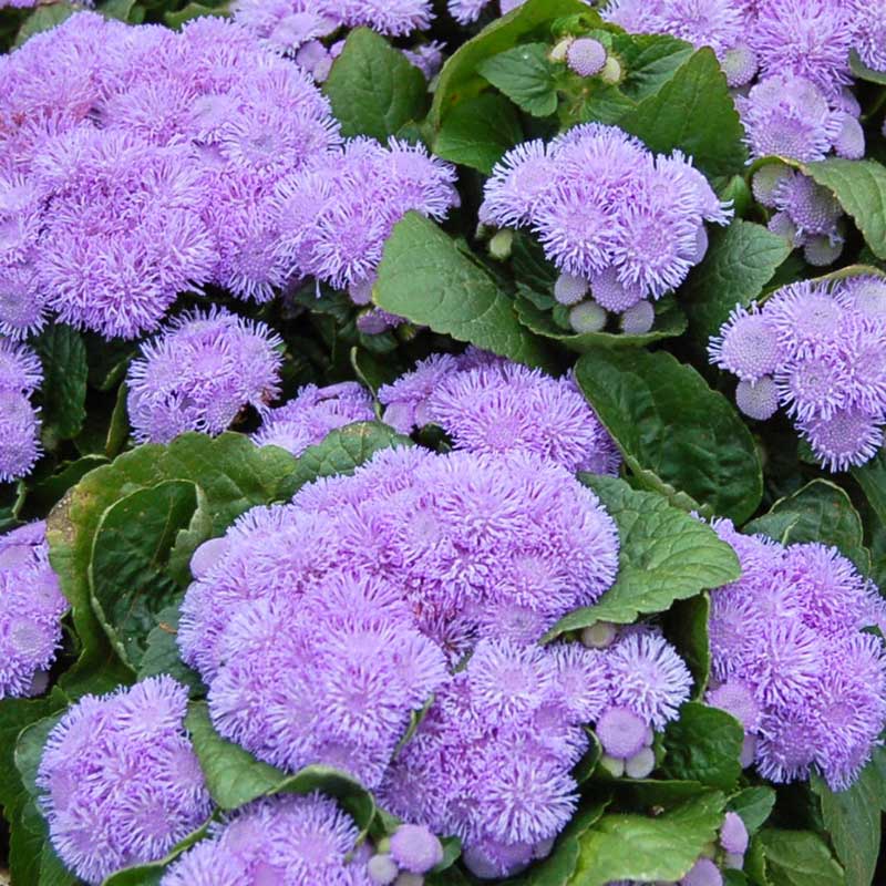 A vibrant close-up of clusters of small, fuzzy aloha blue ageratum flowers with green foliage.