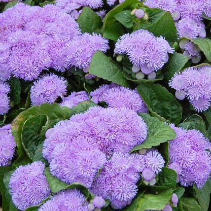 A vibrant close-up of clusters of small, fuzzy aloha blue ageratum flowers with green foliage.